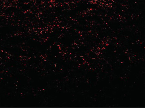 Immunofluorescence of SNCA Antibody