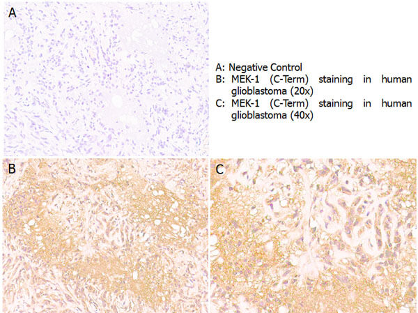 MEK1 C-Term Antibody
