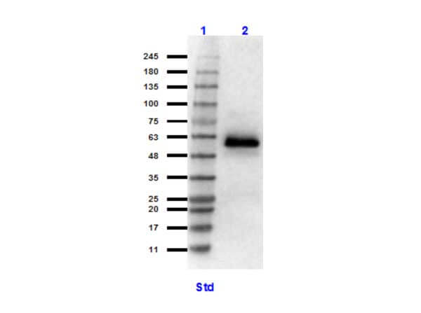 HSF1 Antibody