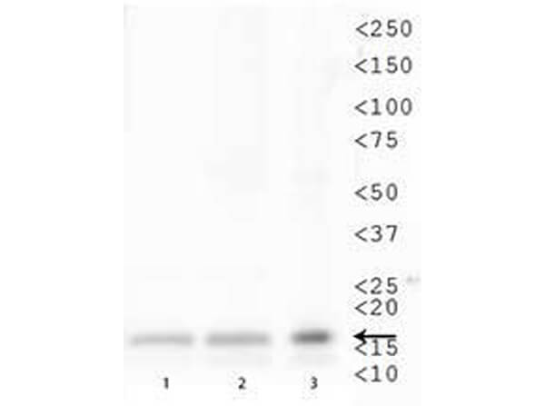 Anti-Histone-H3 K79-Me1 Western Blot