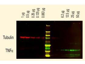 Human IgG (H&L) Antibody DyLight™ 800 Conjugated Pre-Adsorbed