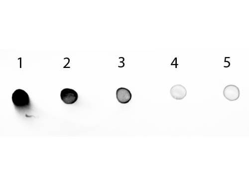 Mouse IgG2b Antibody Alkaline Phosphatase Conjugated Pre-adsorbed