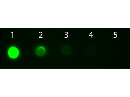Mouse IgG2a Antibody Fluorescein Conjugated Pre-adsorbed
