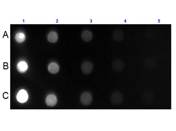Mouse IgG IgA IgM (H&L) Antibody Fluorescein Conjugated