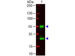 Mouse IgG (H&L) Antibody