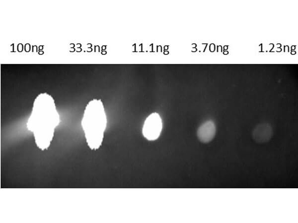 Mouse IgG (H&L) Antibody CY5.5 Conjugated Pre-Adsorbed