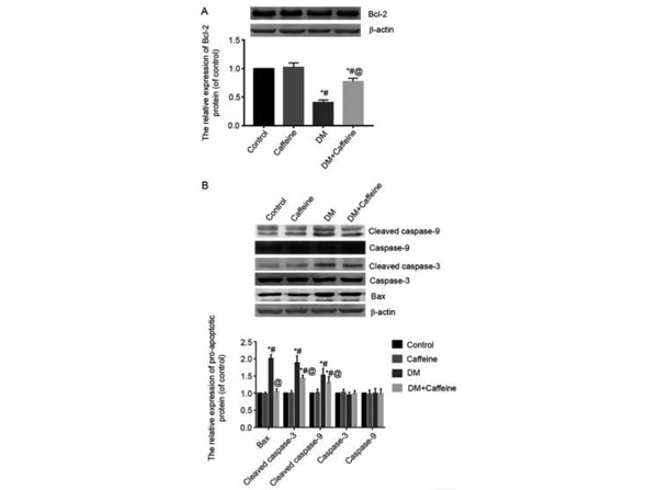 Western Blot Results using Goat Anti-Mouse IgG (H&L) Antibody DyLight™ 680 Conjugated