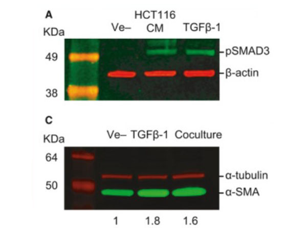 Western Blot Results using Goat Anti-Mouse IgG (H&L) Antibody DyLight™ 680 Conjugated