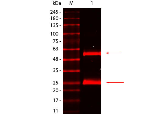 Mouse IgG Antibody DyLight 680 Conjugated Pre-Absorbed - Western Blot
