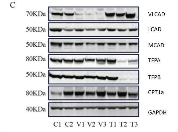 Western blot using goat Anti-Mouse IgG DyLight800