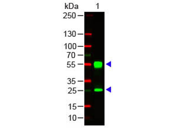 Mouse IgG (H&L) Antibody Dylight™ 549 Conjugated