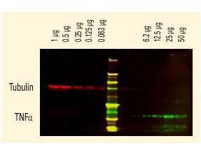 Mouse IgG3 (Gamma 3 chain) Antibody DyLight™ 680 Conjugated