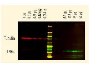 Mouse IgG (H&L) Antibody DyLight™ 800 Conjugated Pre-Adsorbed