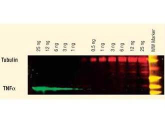 Mouse IgG (H&L) Antibody DyLight™ 649 Conjugated