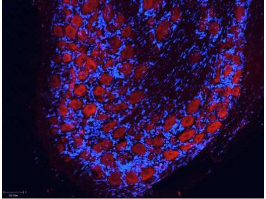 Mouse IgG (gamma 1, 2a, 2b and 3 chain) Antibody ATTO 550 Conjugated