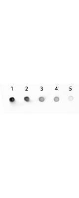 Mouse IgG2a (Gamma 2a chain) Antibody Alkaline Phosphatase Conjugated