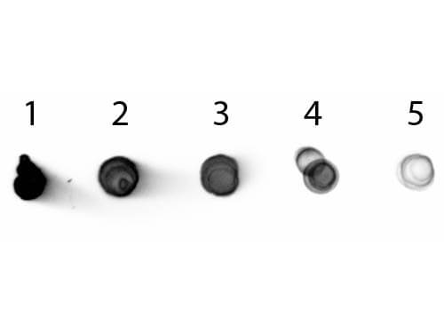 Mouse IgG2b (Gamma 2b chain) Antibody Alkaline Phosphatase Conjugated