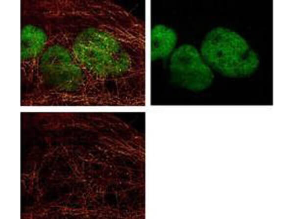 Mouse IgG (gamma 1, 2a, 2b and 3 chain) Antibody ATTO 425 Conjugated