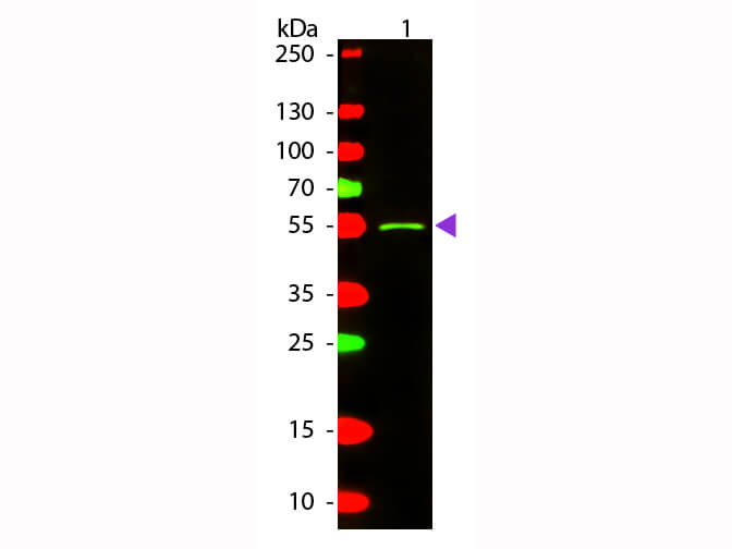 WB - Mouse IgG2a (Gamma 2a chain) Antibody Texas Red™ Conjugated
