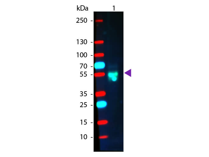 WB - Rabbit IgG (H&L) Antibody Phycoerythrin conjugated Pre-Adsorbed