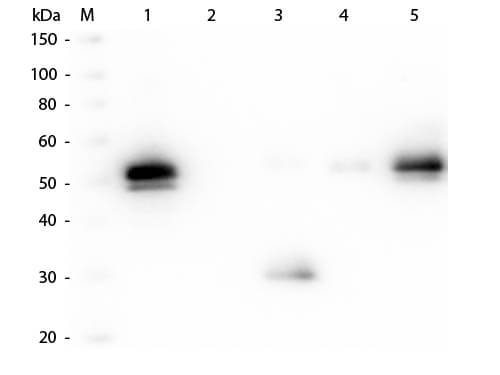 Rabbit IgG Fc Antibody Fluorescein Conjugated