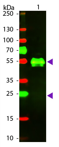 WB - Rabbit IgG (H&L) Antibody Texas Red™ Conjugated