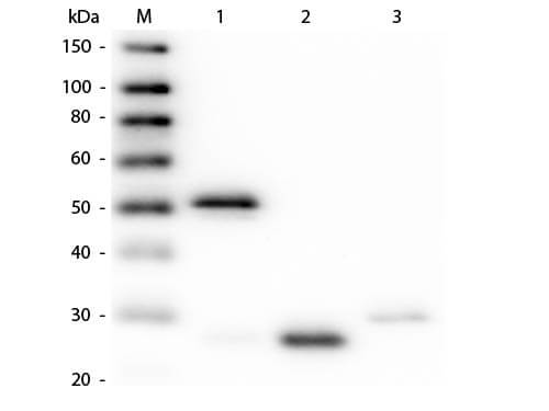 Rabbit IgG (H&L) Antibody Pre-Adsorbed Texas Red™ Conjugated