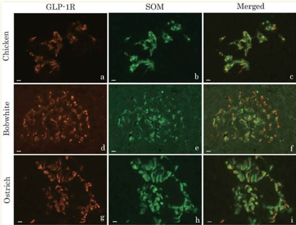 Immunofluorescence results with Donkey Anti-Rabbit IgG Rhodamine