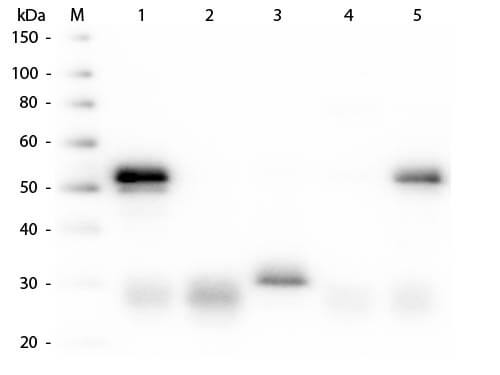 Western Blot of Anti-Rabbit IgG (H&L) (DONKEY) Antibody Peroxidase Conjugated (p/n 611-7302)