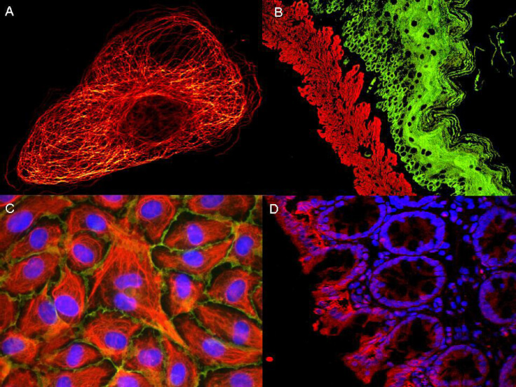 Rat IgG (H&L) Antibody ATTO 655 Conjugated Pre-Adsorbed