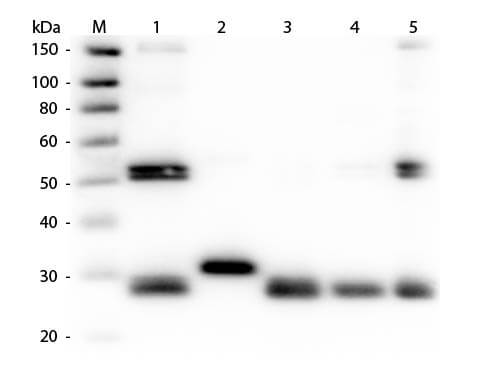 Rat IgG (H&L) Antibody Rhodamine Conjugated Pre-Adsorbed