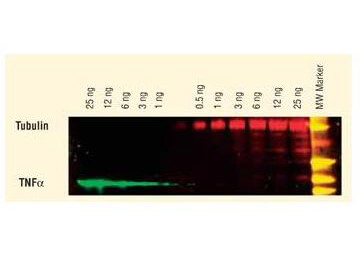 Rat IgG (H&L) Antibody DyLight™ 549 Conjugated Pre-Adsorbed
