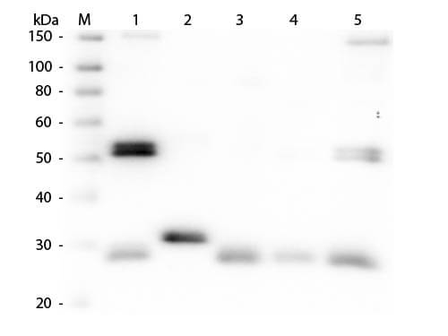 Rat IgG (H&L) Antibody Rhodamine Conjugated