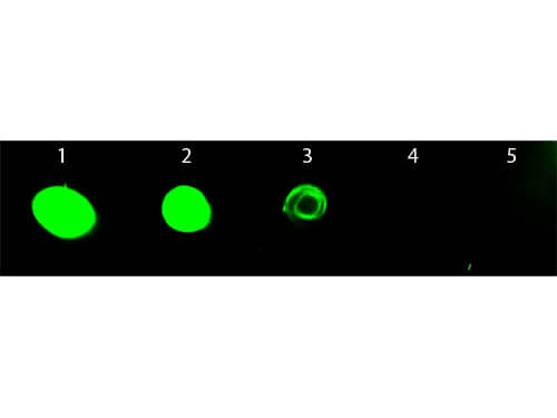 Rat IgG (H&L) Antibody Fluorescein Conjugated