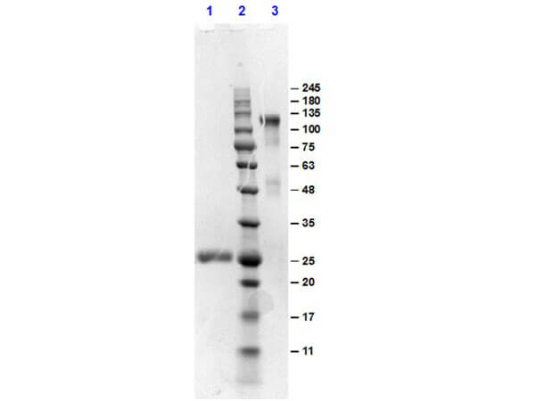 F(ab')2 Mouse IgG (H&L) Antibody Pre-Adsorbed