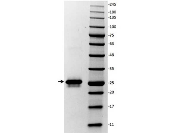 Glutathione-S-Transferase (GST) Control Protein