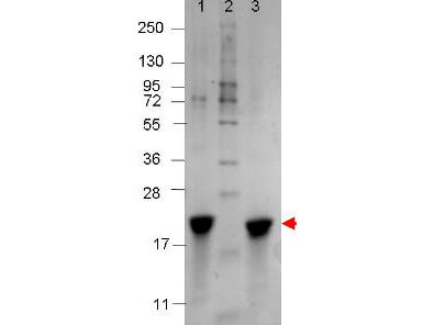 IL-7 Human Recombinant Protein