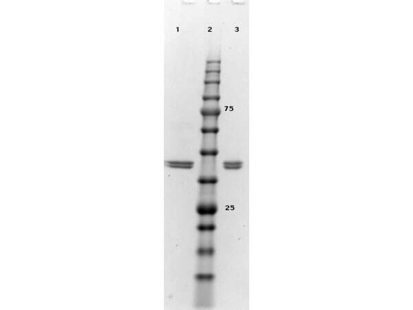 ERK2 hu recomb protein