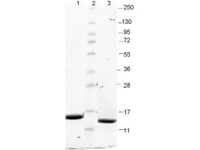 GM-CSF Mouse Recombinant Protein