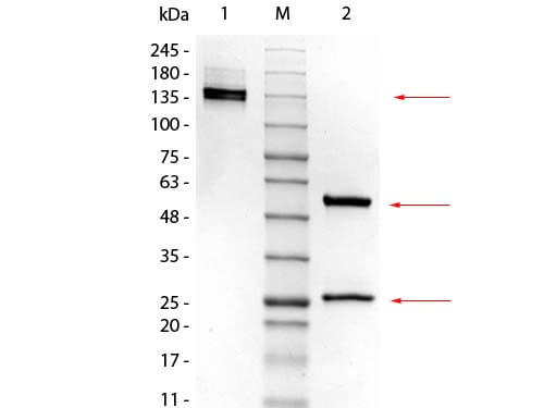 Mouse IgG2a Kappa isotype Control