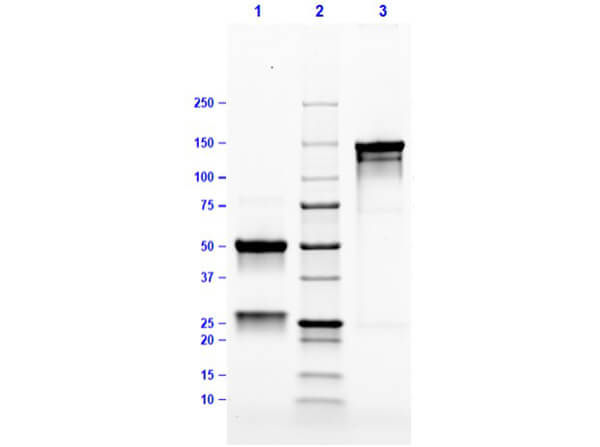 Mouse IgG3 Lambda isotype Control