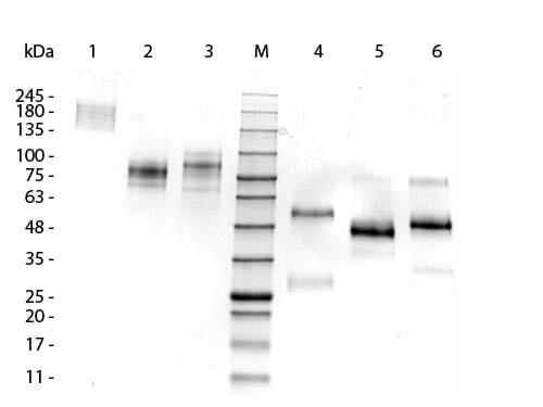 Llama IgG2 Isotype Control - SDS-PAGE