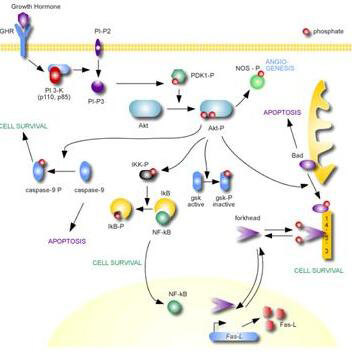 AKT Antibody