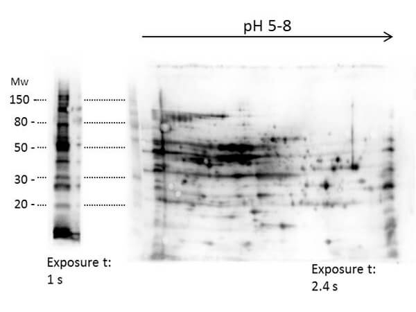 2D Western Blot of anti-E.coli Host Cell Protein antibody.