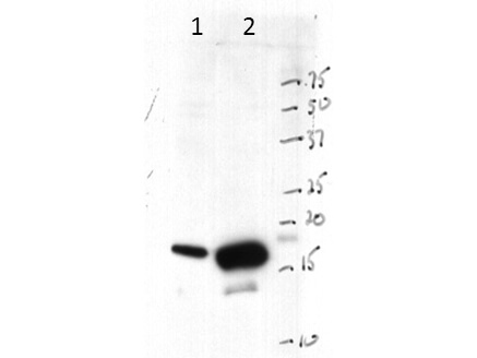 Western Blot- Histone 3