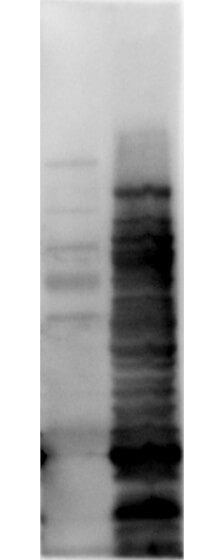 Western Blot of Rabbit anti-HCP antibody