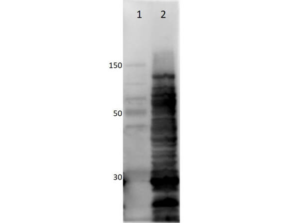 Western Blot of Rabbit anti-HCP antibody