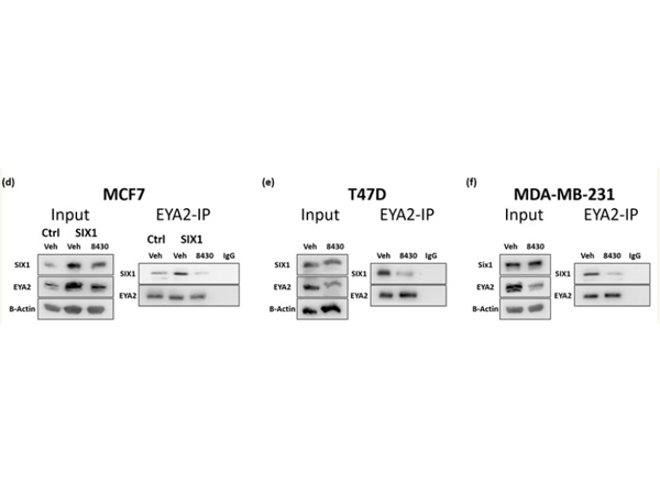 IP/WB using Rabbit TrueBlot