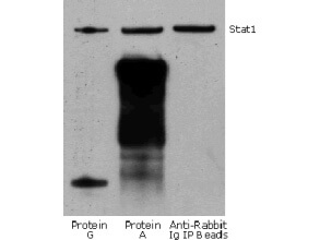 Rabbit TrueBlot® IP / Western Blot