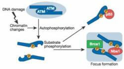 Anti-ATM Protein Kinase pS1981 Antibody – Pathway